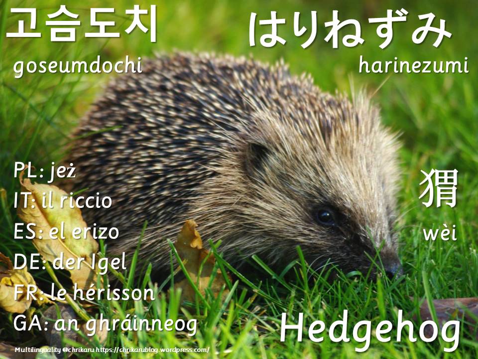 multilingual flashcards hedgehog
