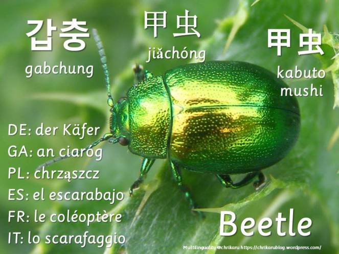 multilingual flashcards beetle